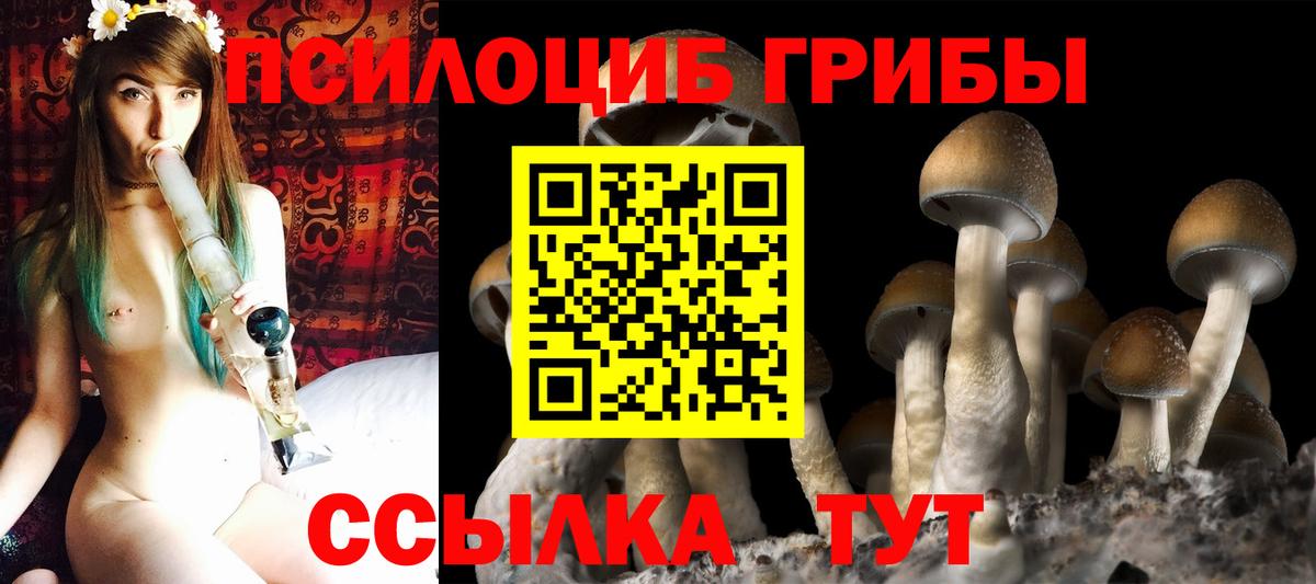 Псилоцибиновые грибы GOLDEN TEACHER  Галлюциногенные грибы прущие грибы  Тулун  Вход с VPN 